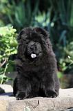 CHOW CHOW 349